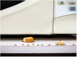 A slice of bread resting on a microwave, with a few ants crawling nearby.