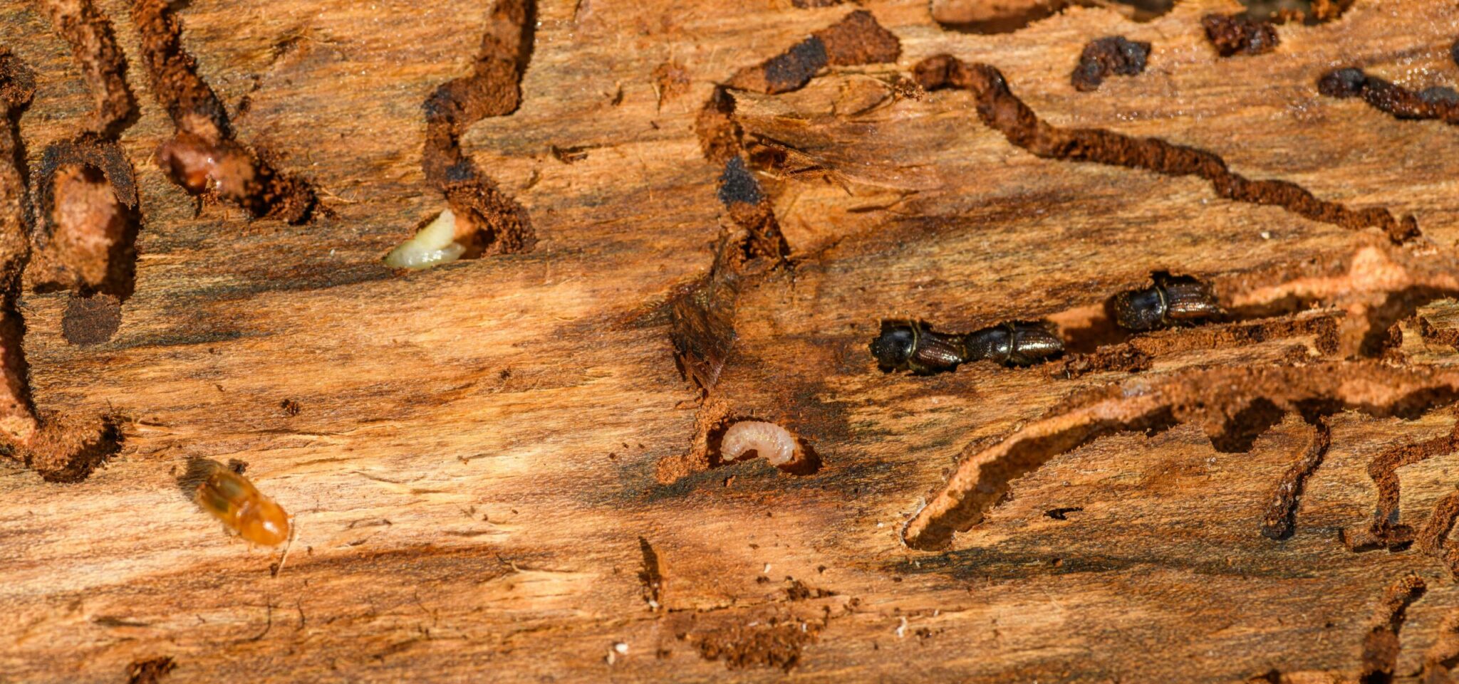 Detailed image of a wooden piece heavily populated by various bugs, including a visible termite.