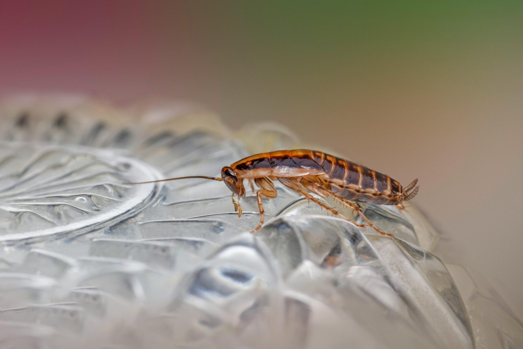 A cockroach resting on a glass surface, illustrating a common household pest.