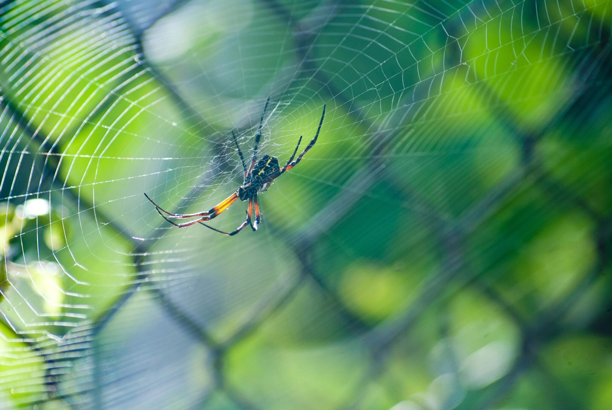 A spider sits on its web, contrasted by a rich green background, illustrating the elegance of its environment.