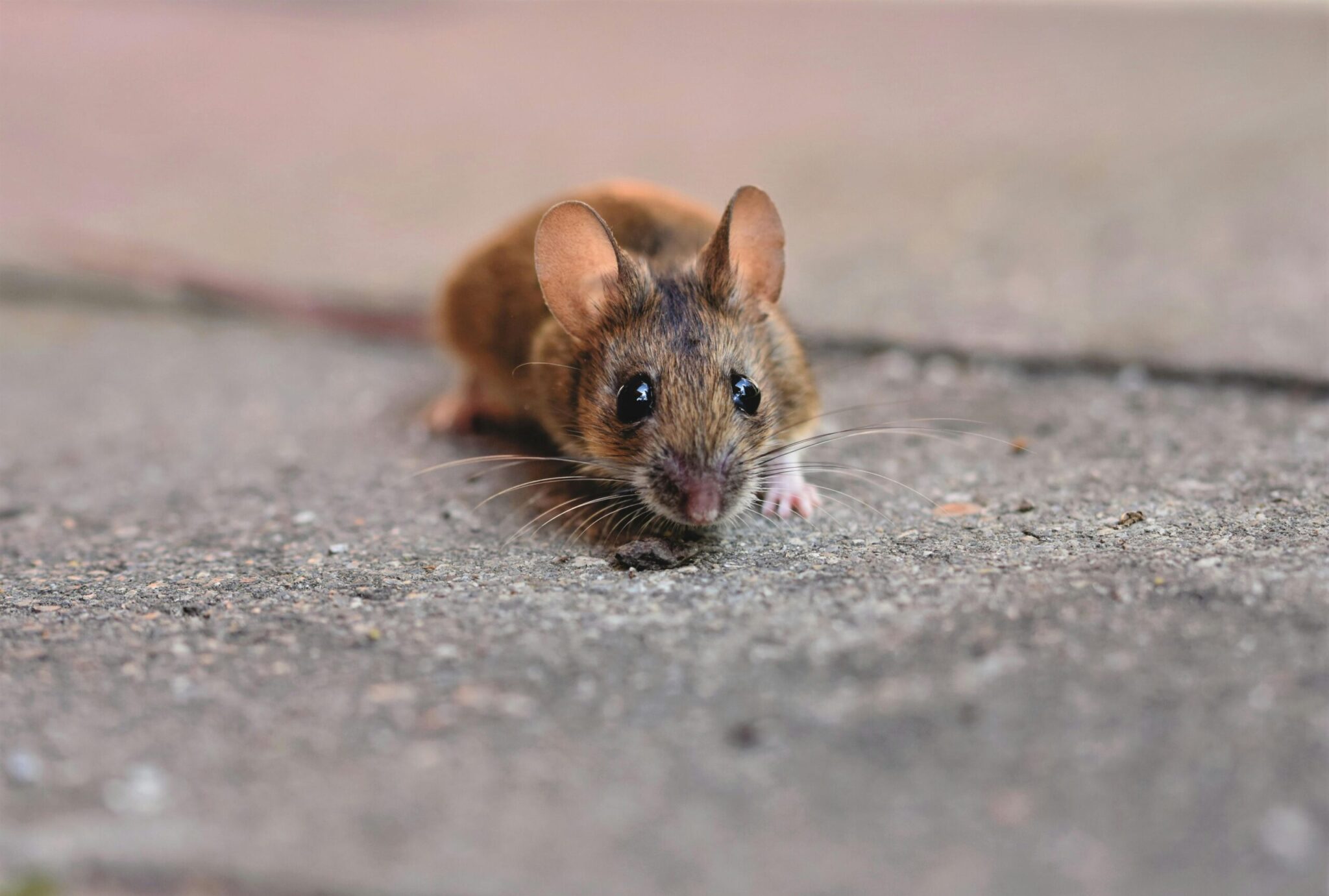 A mouse is positioned on the ground, embodying a moment of stillness in its surroundings.