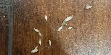 A group of white insects moving on the floor, highlighting their presence in a household environment.